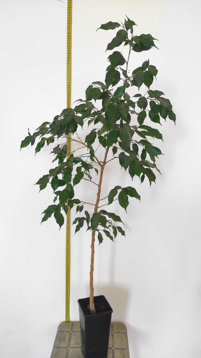 Фикус Бенжамина продам