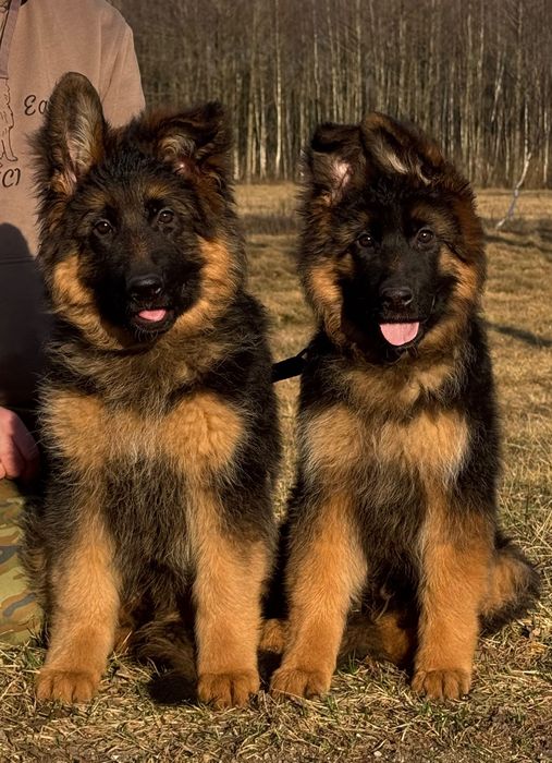 Owczarek Niemiecki Długowłosy ZKwP / FCI szczenię