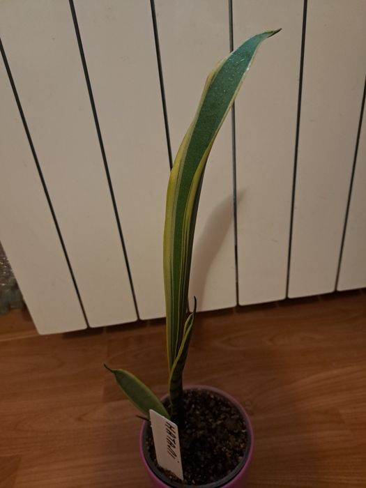 Сансевієрія "Наталі"