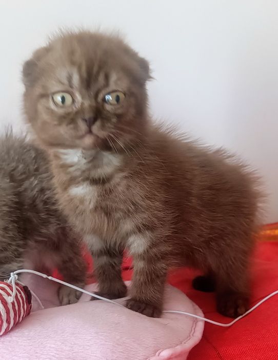 Чудовий скоттіш фолд віслоухий хлопчик шоколад на срібрі .Док.