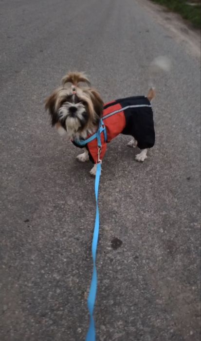 Продаються малята ши-тцу