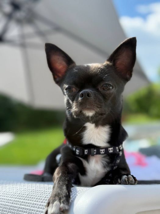 В’язка чіхуахуа — хлопчик