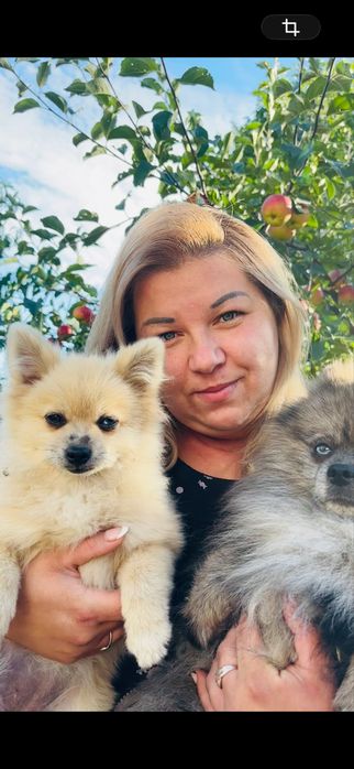 Померанський шпіц дівчата, девочки шпица