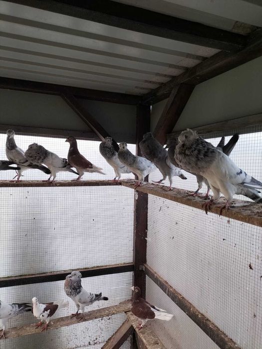 Sprzedam gołębie. W dobrych cenach .