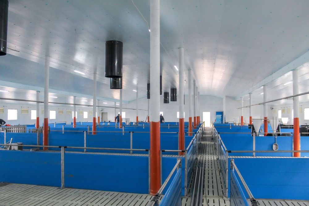 Błękitne Panele Izolujące XPS AGRO Podsufitka Podbitka Płyta Styrodur