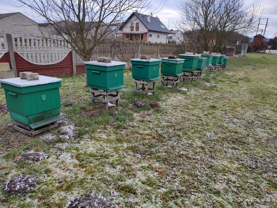 Ule wielkopolskie 10 ramkowe