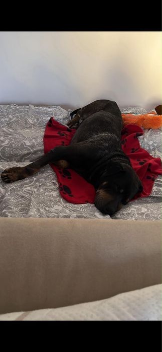 Cão macho para adoção responsável