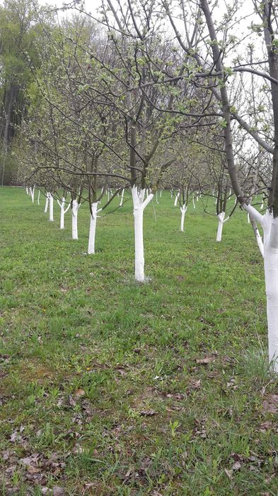 Будинок Червона Діброва
