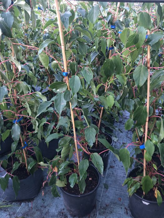 Актинидия 3 річна. Червоні та зелені плоди.