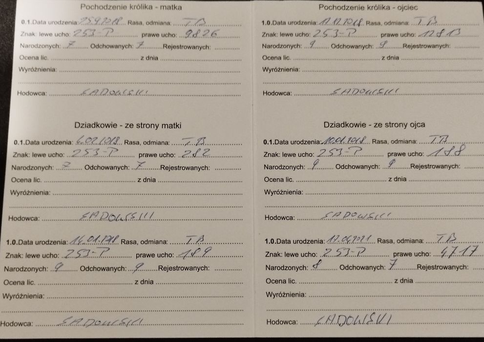 Кролі, кролики, термон, термонд. Термондська біла(Термонська біла)