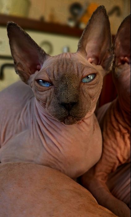 Koteczka sfinks przepiękne oczy .lot sphynx