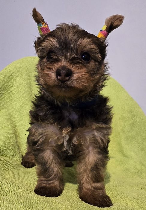 Yorkshire Terrier Ocean Pearl