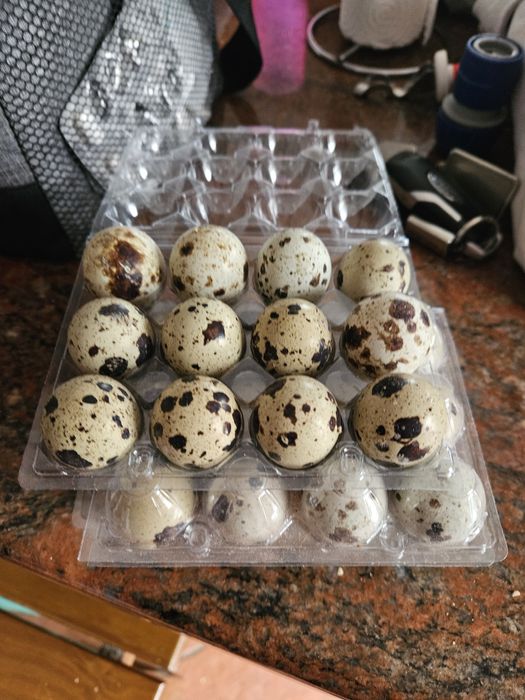 Ovos codorniz de carne