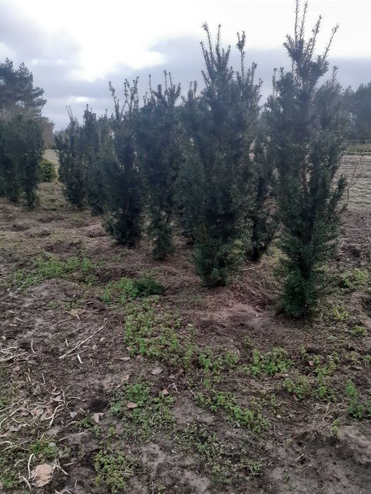 Spszedam Cisy Kopane z gruntu