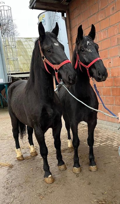 Para klaczy śląskich