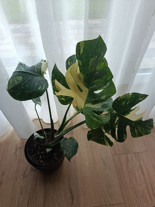 Monstera thai constelation