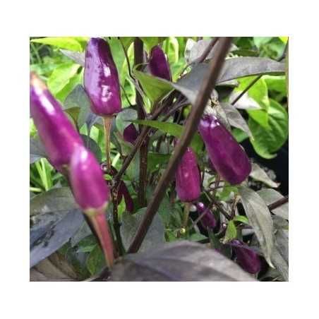 Malaguetas de todo o tipo