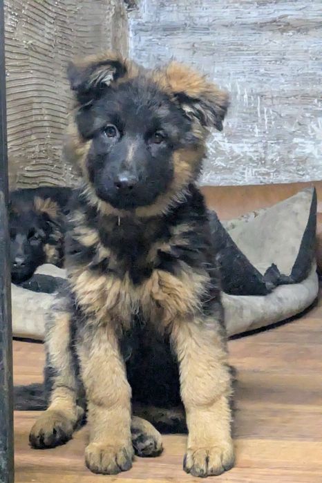 Owczarek niemiecki długowłosy