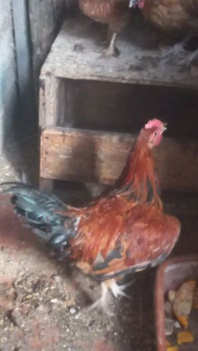 Tenho algumas coquitas