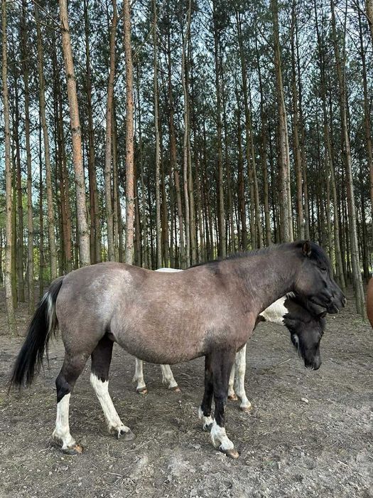 Klacz huculska po Azja-W hucuł