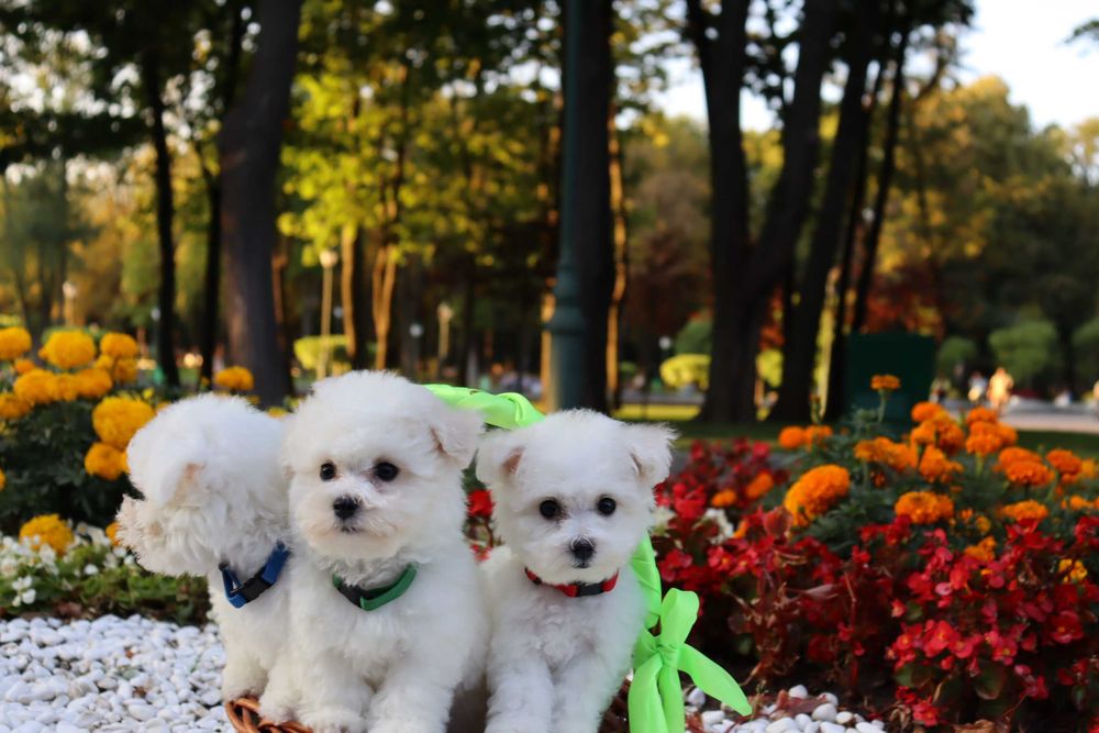 Мини бишончики белое облачко