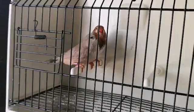 Lote 25 Mandarins Exposição