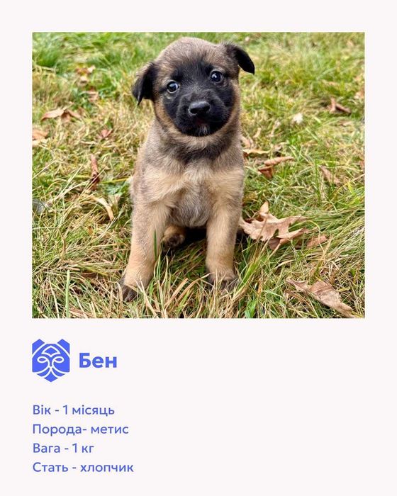 Цуценята-метиси шукають домівки.