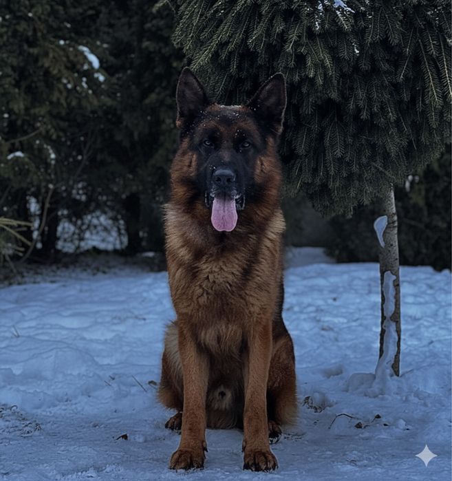 Топовий кобель для вязки , німецька вівчарка кобель