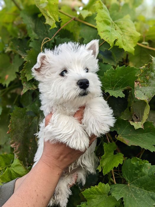 Продам вест хайленд вайт терьер вестик щенок iPhon 15, читаем текст
