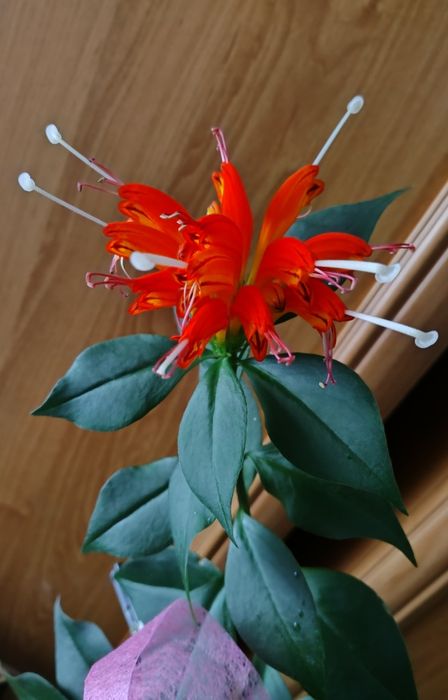 Aeschynantus Wspaniały  odnóżki do samodzielnego ukorzenienia