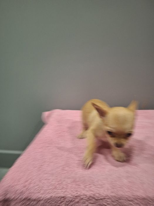 Piesek 11tyg mini gotowy do odbioru