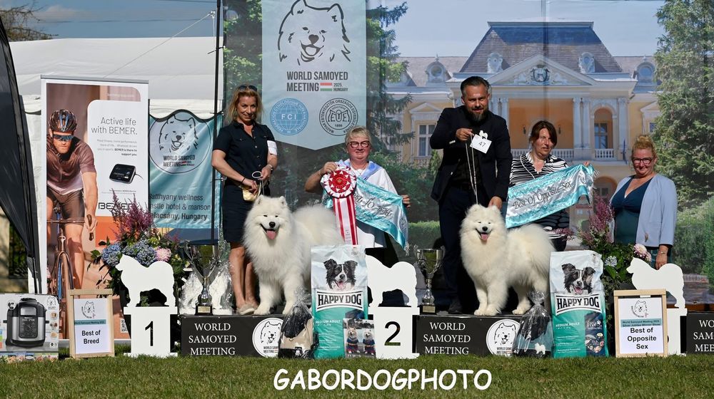 Samoyed suczka Zkwp/FCI odbiór luty 2026