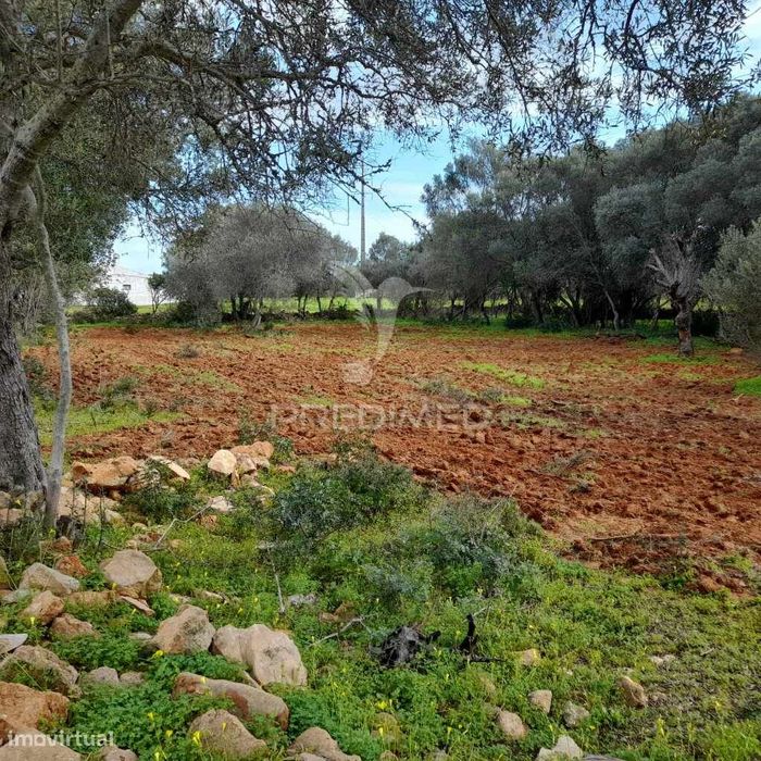 Terreno Rustico  perto de Olhão — Vieira de Leiria, Leiria