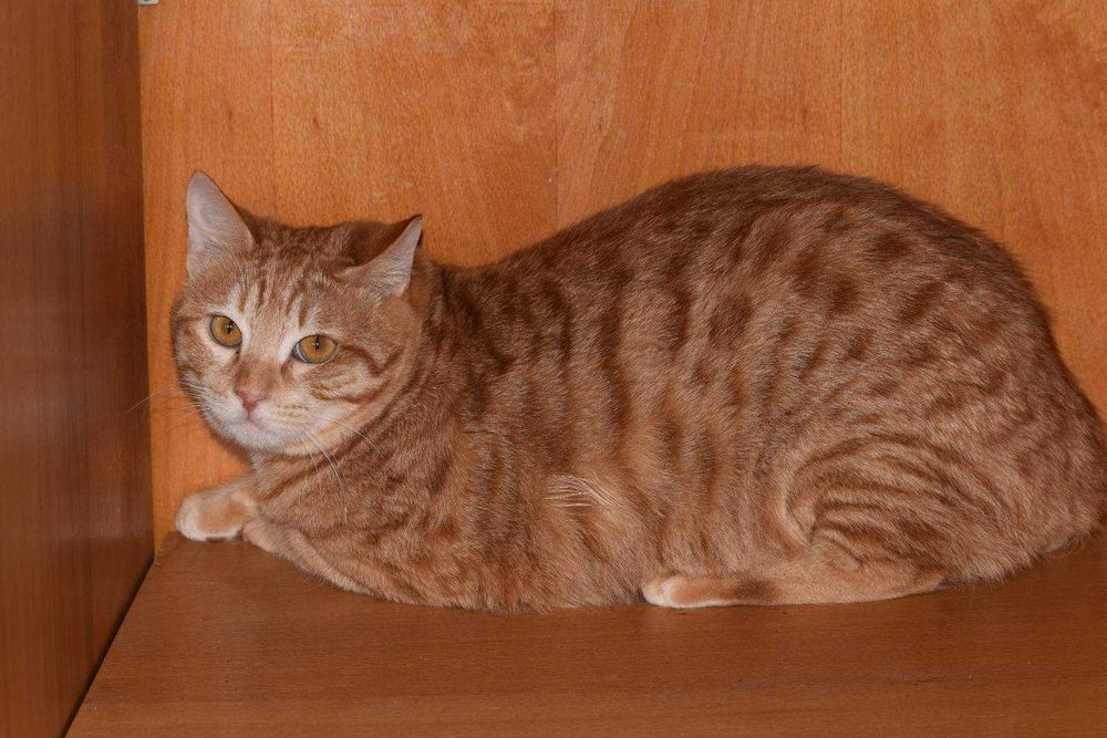 Рыжие котики в поиске любящей семьи!