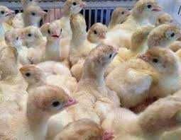 Инюшата Биг 6 суточные