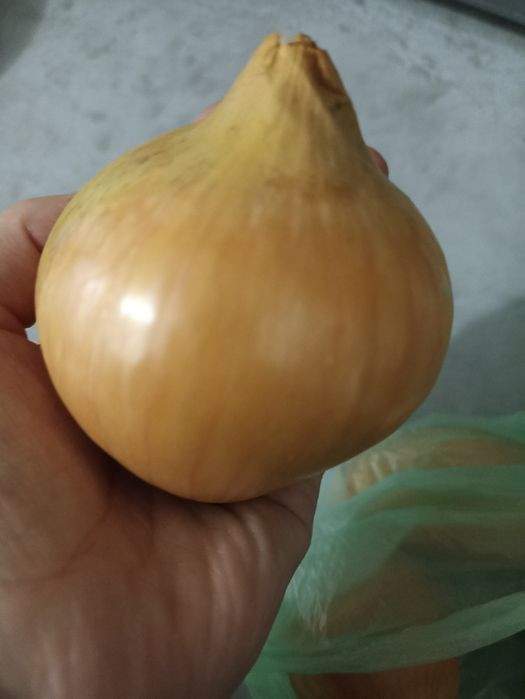 Продаємо цибулю та моркву, червоний буряк