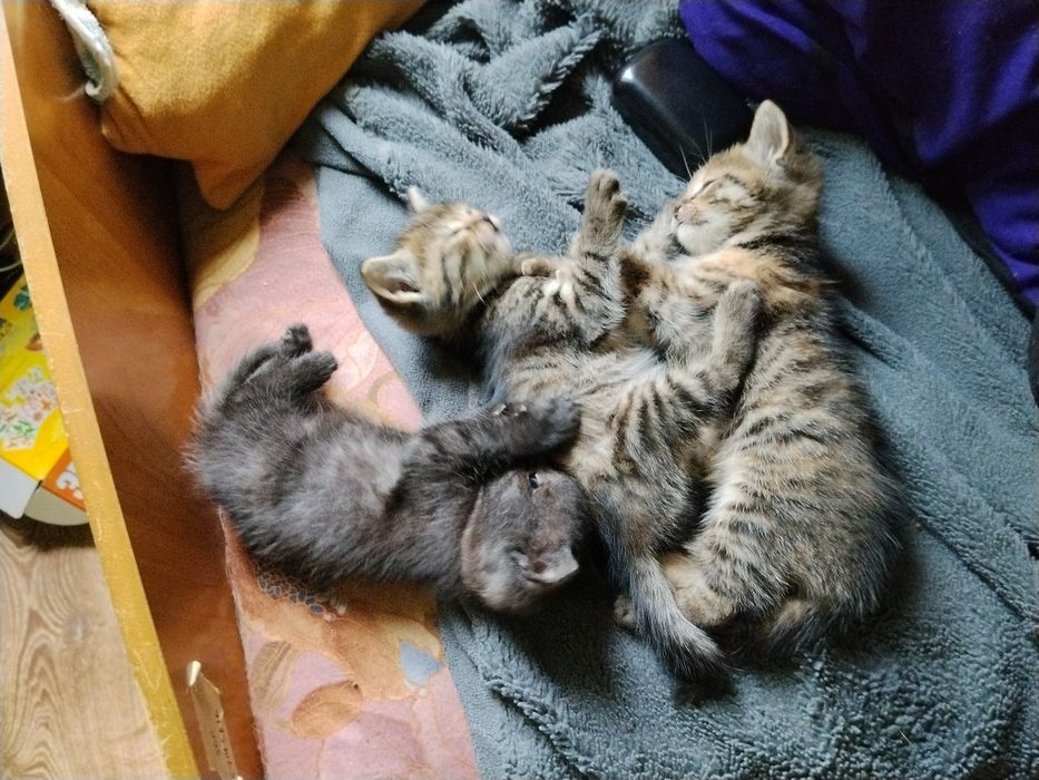кошенята шукають дім