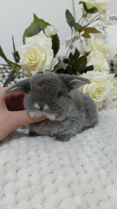 Mini lop króliki karzełek miniaturka baranek hodowla