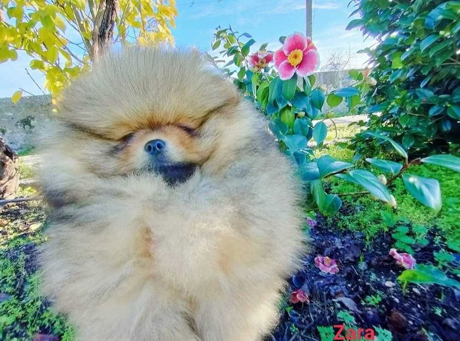 Spitz alemão anão (Fêmea)