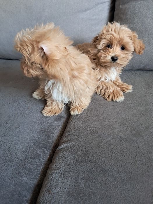 Małe  Maltipoo karmelowe