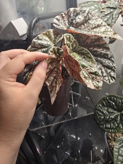 Begonia snowcapped pink variegata, sadzonka, nadwyzka