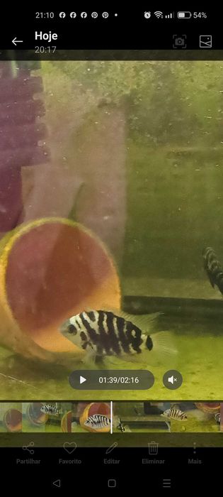 PROMOÇÃO nigrofaciatos (Acará do Congo)