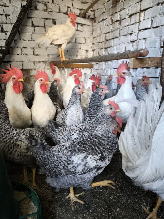 Півні, породи Легорн та Бірківська барвиста.