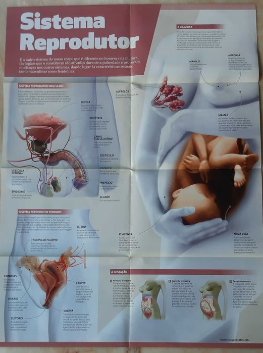 10 Posters do Corpo Humano  e 6 posters da Terra e sistema solar