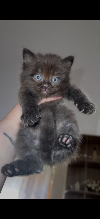 Британець довгошерстий, шоколадного окрасу