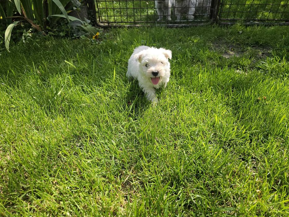 Szczenię (suczka) West Highland White Terier (Westie)