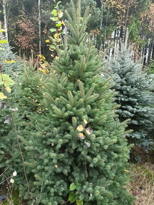 Jodła Kaukaska z Danii,Pomorza,świerk, Cięte oraz doniczkowe