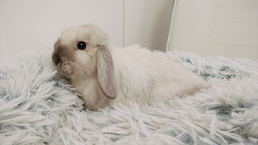 Króliczki mini lop