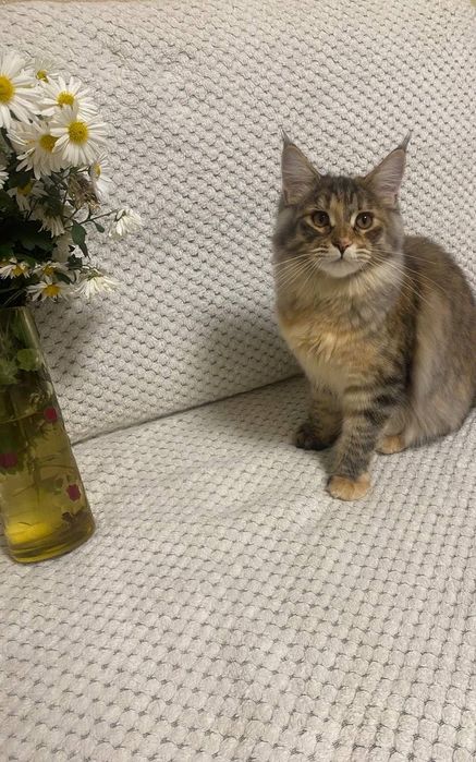Котики Мейн-кун.