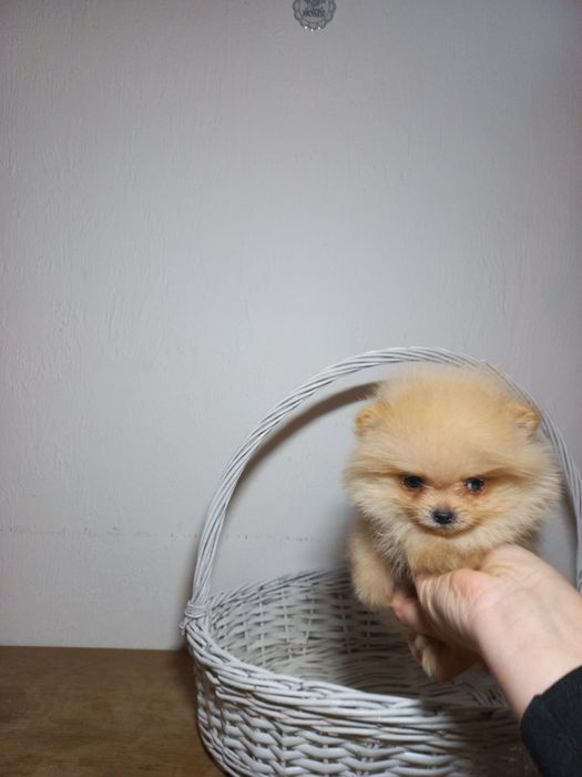 Симпатичная девочка шпиц, ждёт вас!